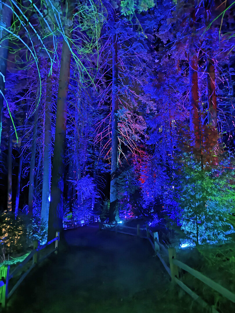A Fantast Forest Night path captured at Skypark. (Photos by Elise Gray)