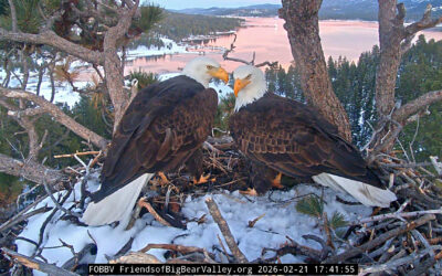 Moon Camp Purchase Will Protect Eagles