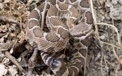 It’s rattlesnake season