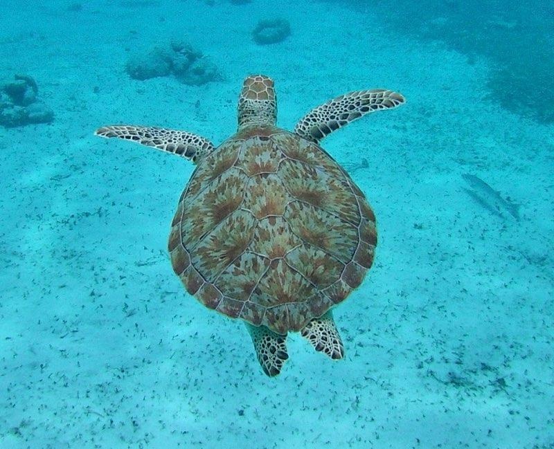 A sea turtle we saw while snorkeling. (Photo by Delaney Massey)
