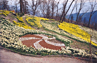 The beautiful daffodil gardens of the Bauers in Running Springs