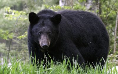 Living with Bears — Do not welcome them
