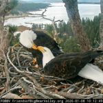 The eagles’ lair is safe