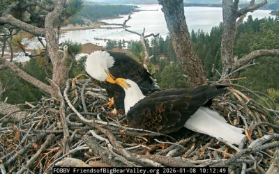 The eagles’ lair is safe