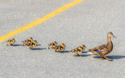 Slow down for our wildlife