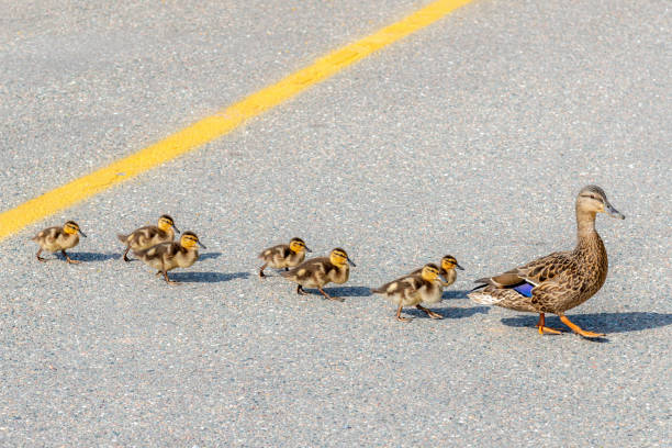 Adrianne, Lisa, Julia, Melissa and Adrianna from Glendora and Orange County enjoyed last year’s Brewfest at Tavern Bay Beach Club so much they couldn’t resist attending this year’s event. (Photos by Douglas W. Motley) Vehicles need to slow down and watch for mother ducks and their ducklings as they cross the road.