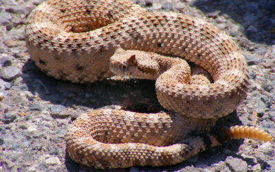 It’s rattlesnake season — Hikers urged to stay alert