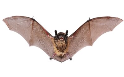 Take possible bat exposures seriously