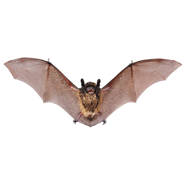 Take possible bat exposures seriously