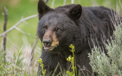 Lessons on Peacefully Co-existing with Bears