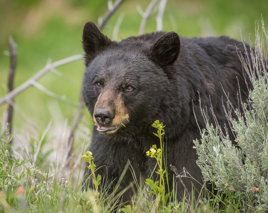 Lessons on Peacefully Co-existing with Bears